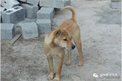 农村土狗半夜狗吠不停有什么方法,为什么土狗一见陌生人就会狂吠