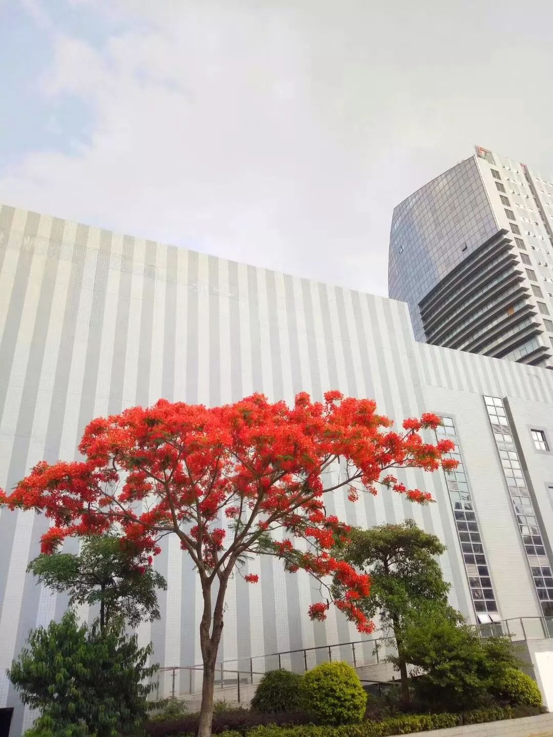 毕业季的凤凰花和栀子花,毕业季凤凰花开的时候