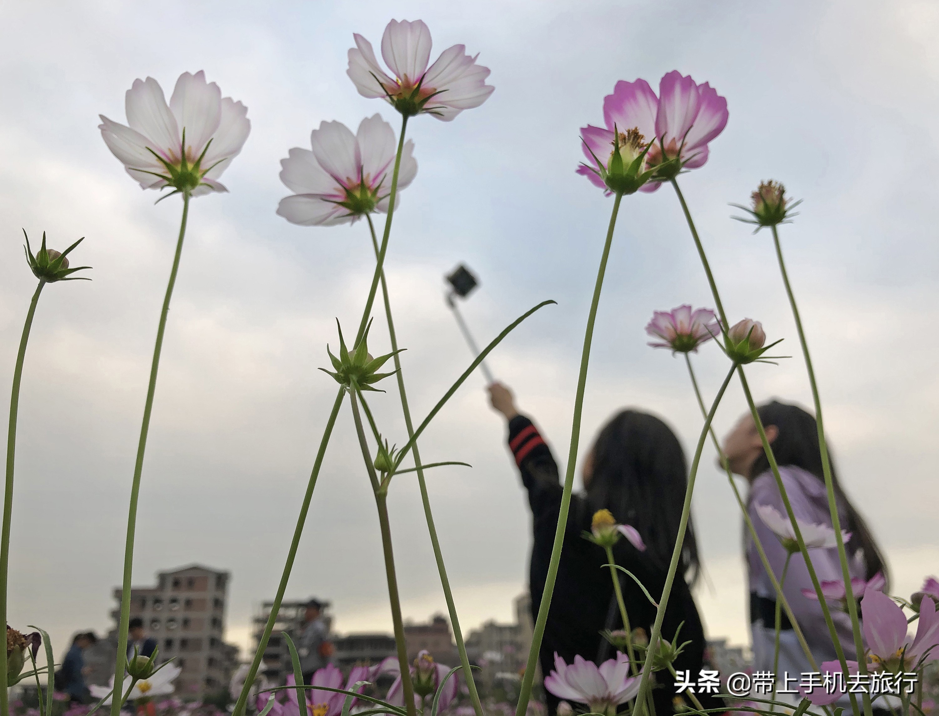 手机摄影聚焦技巧,手机摄影视频怎么聚焦