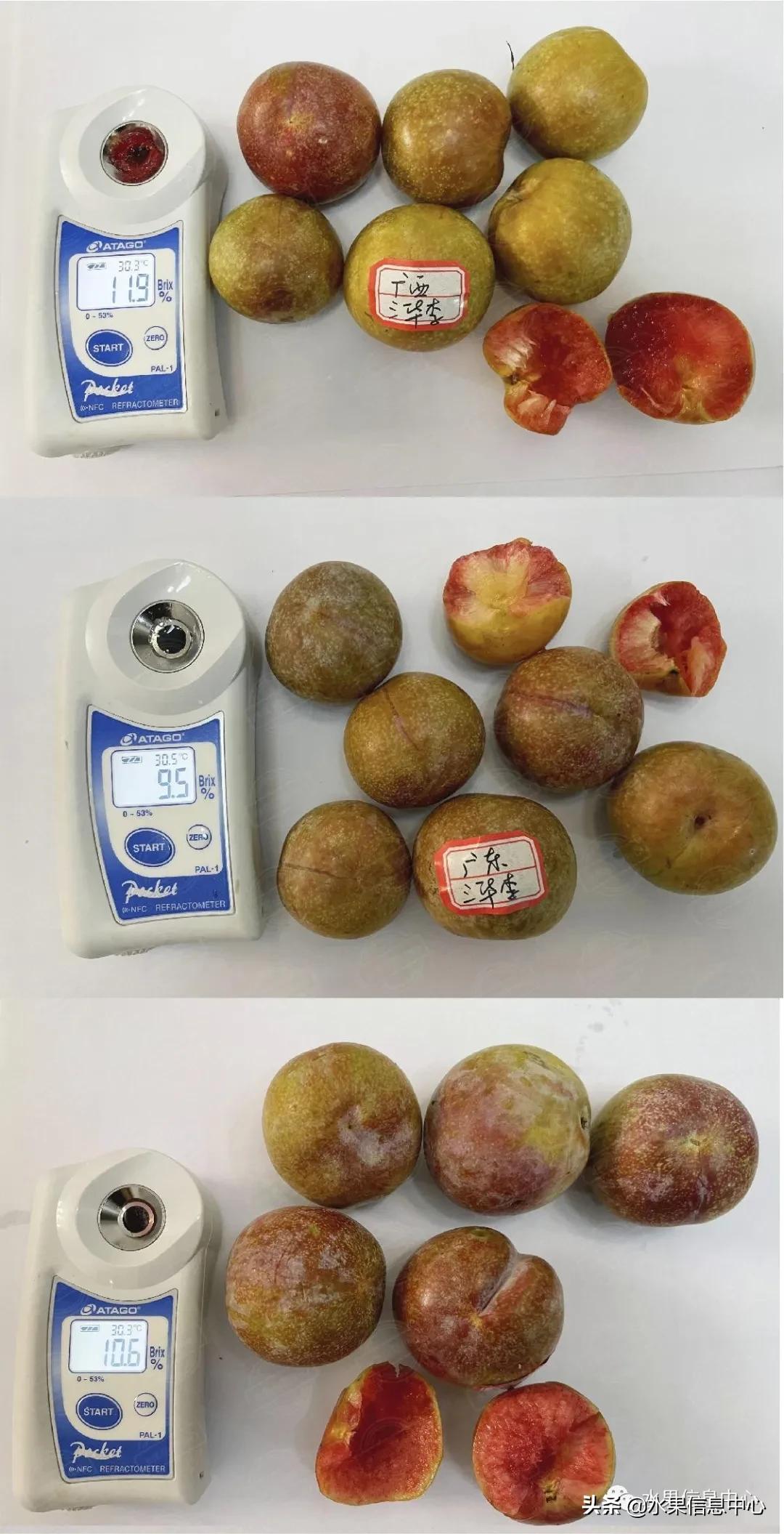 李子柒测评黄桃罐头,正宗蜂糖李子几月份成熟