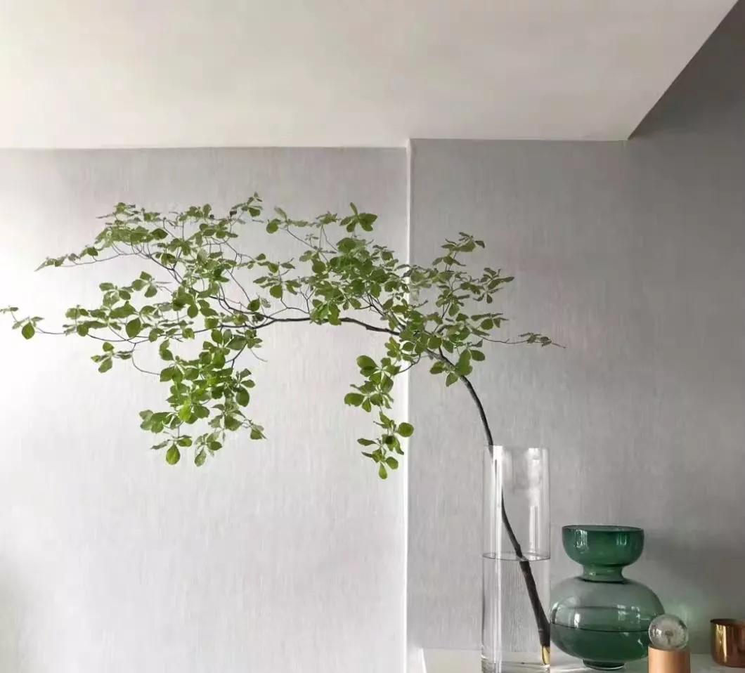 日本吊钟花:植物界的爱马仕