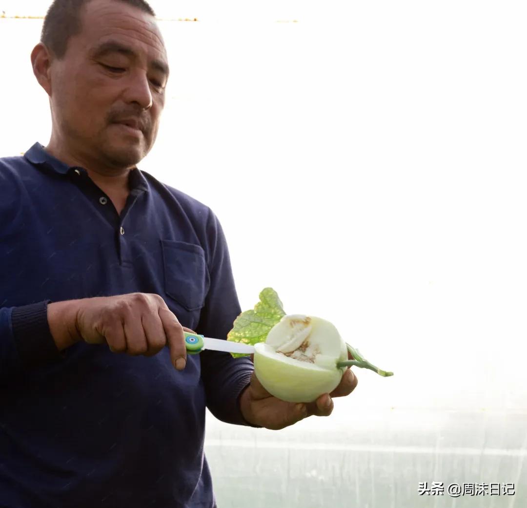 不甜不要钱!白玉甜瓜火了,脆嫩香甜多汁!全家老小都爱吃