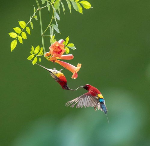 金沙遗址太阳鸟图片,叉尾太阳鸟图片大全