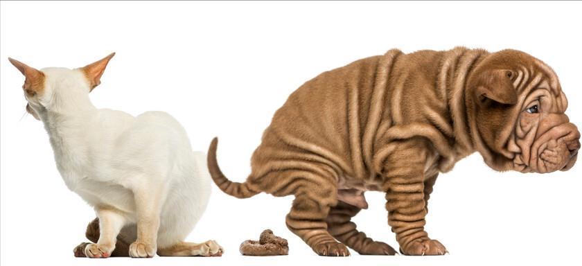 狗狗六大表现,狗狗什么颜色的便便是正常的