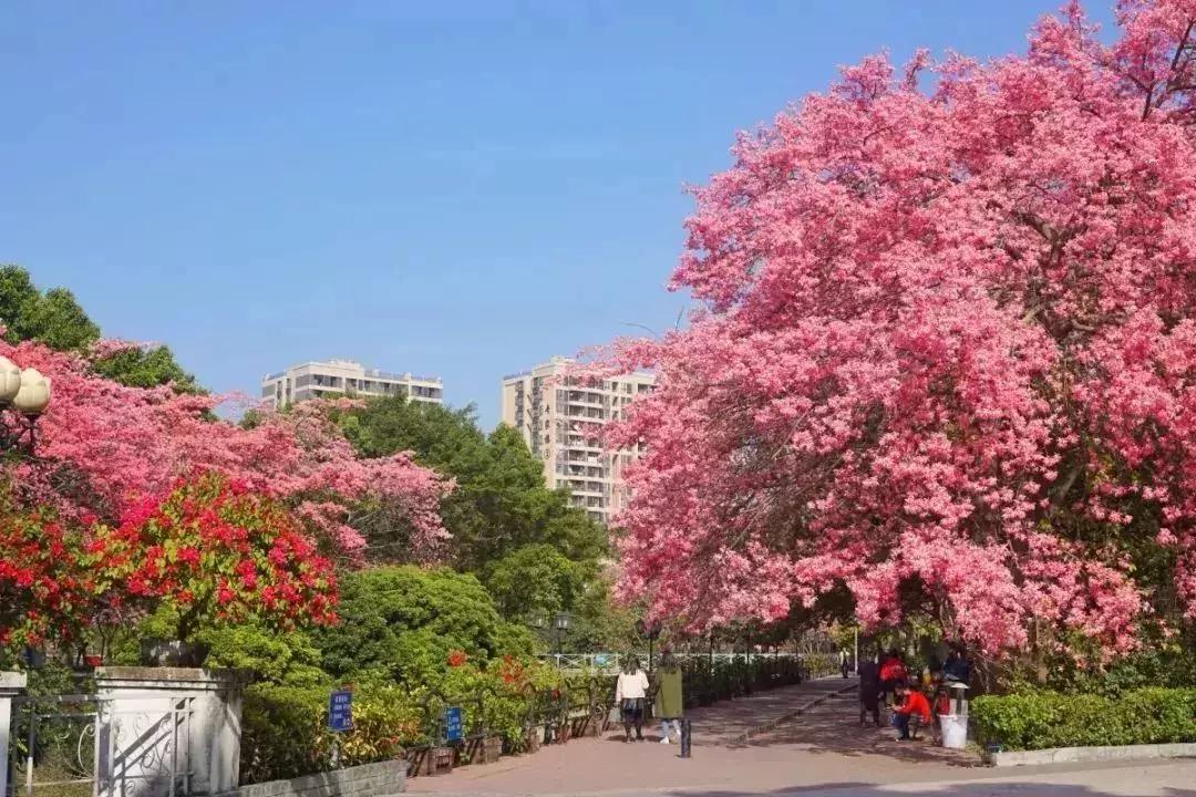 广州现在赏花哪里最好,广州各区赏花全指南