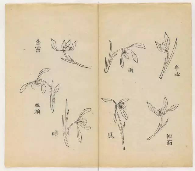 毛笔怎么画兰草,怎么画兰花和书法