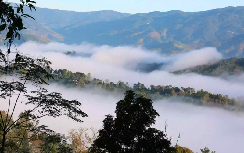 南糯山普洱茶价格357克2009年,南糯山的普洱茶