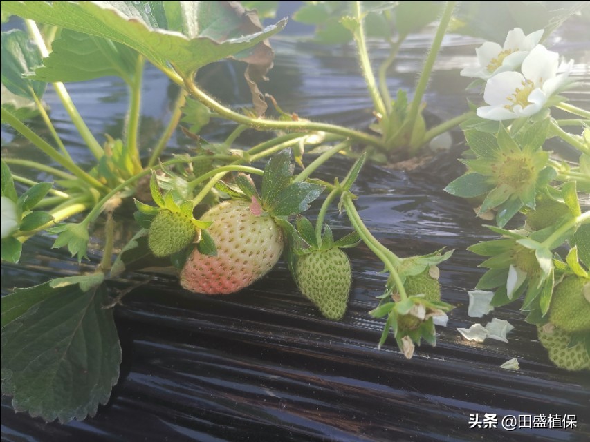 草莓出现红杆怎么处理,草莓根部长白霉了是什么原因