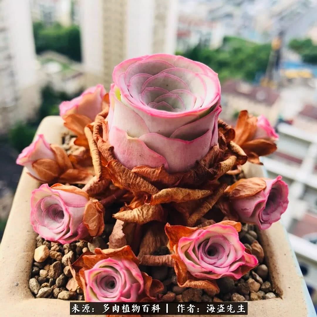 介绍多肉生长特点,多肉植物科普讲解图片视频