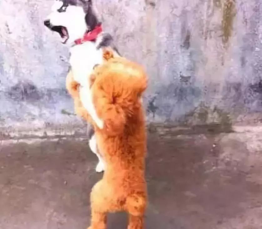 什么狗能打得过二哈,一群狗打二哈吓腿软