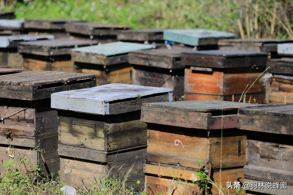 养蜜蜂的蜂农是怎样养蜂的,蜜蜂养殖技术养蜂常识