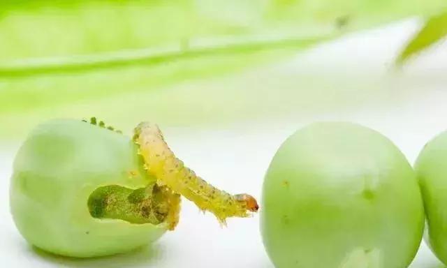 氯氰甲维盐能杀哪些虫效果好,甲维盐氯氰菊酯能打什么虫