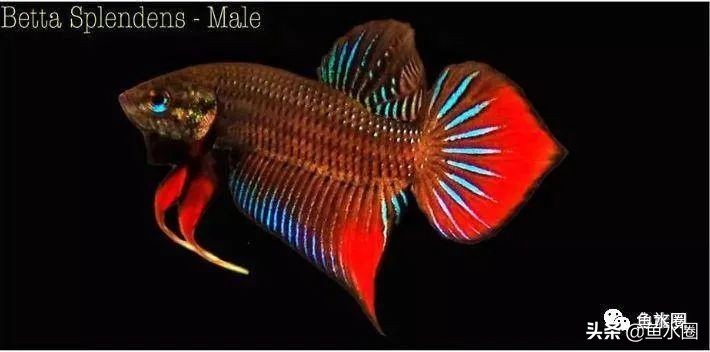 泰国斗鱼和中国斗鱼的杂交品种,中国斗鱼与泰国斗鱼哪个更厉害