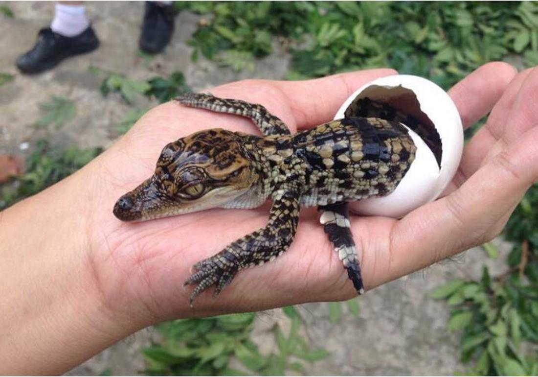 鳄类养殖技术,鳄龟养殖注意事项视频大全