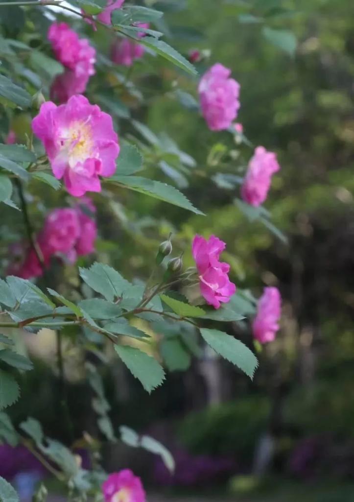 北京这个学校很“火”!坐拥3大花园、果园、动物园,集美貌与知识于一体!