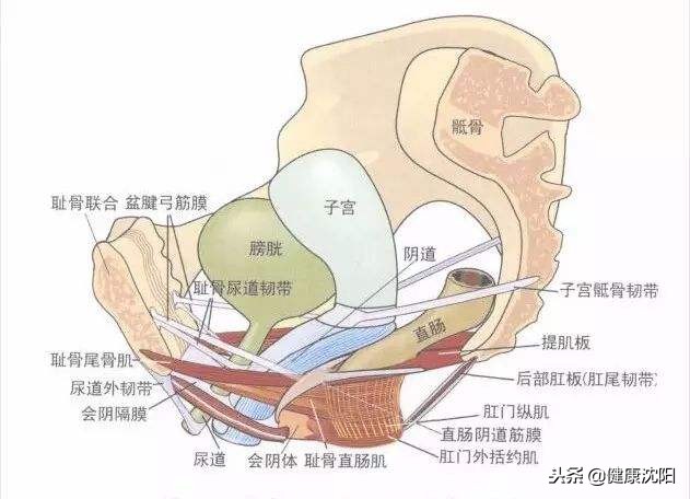 科普盆底肌的知识,健康科普堂心理防护