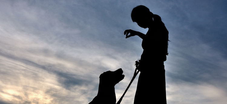 宠物狗坠楼下，主人花6万将它治愈，换你会如何选择？