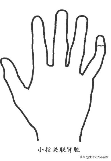 五指对应的五脏的位置,五只手指代表五脏哪个部位