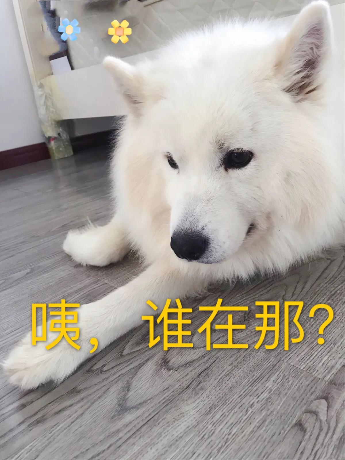 你想知道,如何正确对待狗狗发情期吗?