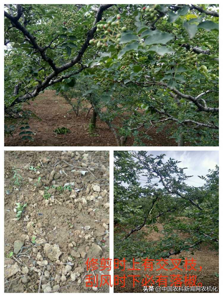 花椒大量落果怎么办,花椒树落果是怎么回事