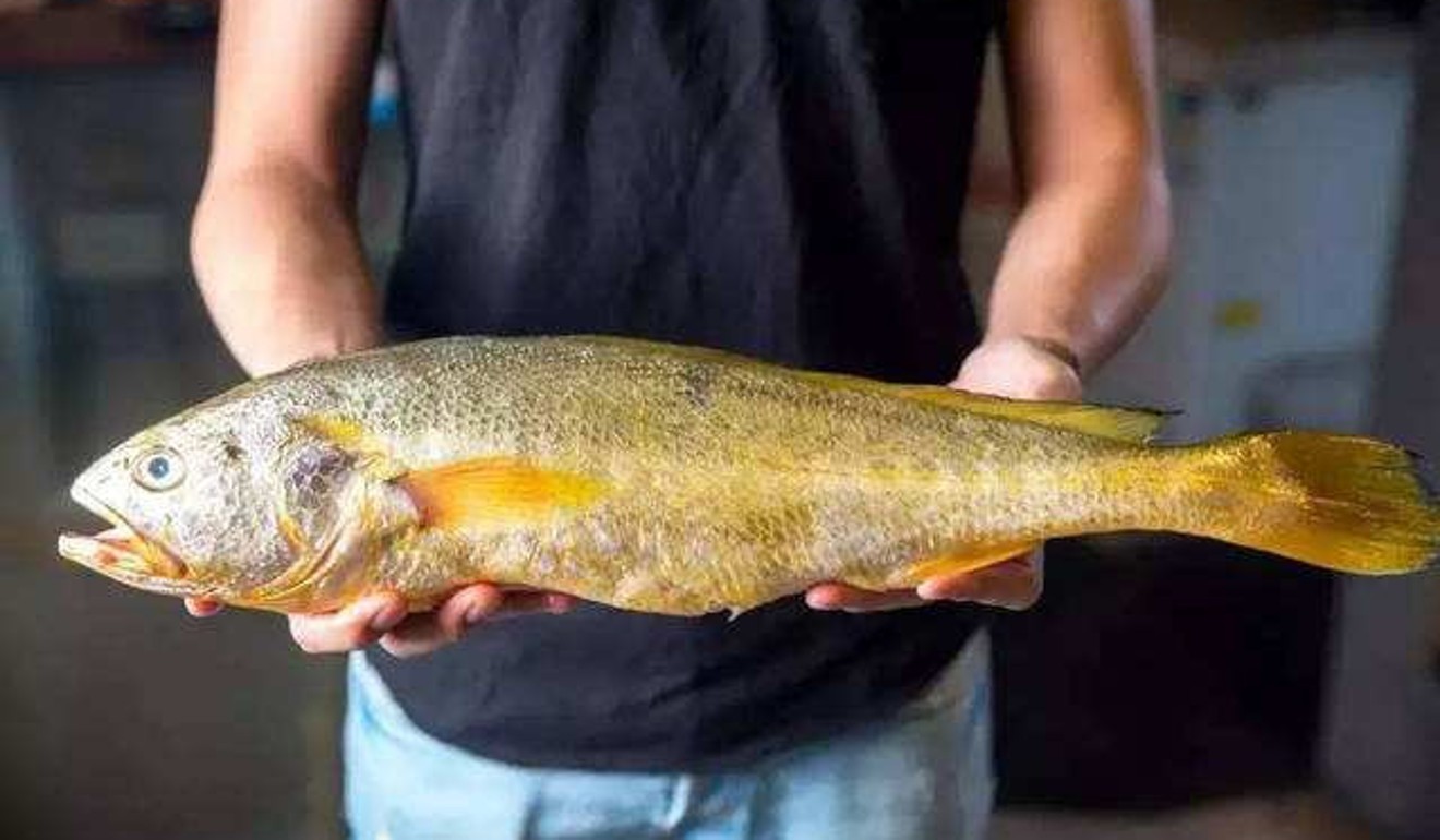 80年代大黄鱼收购价,50斤以上野生大黄鱼大概值多少钱