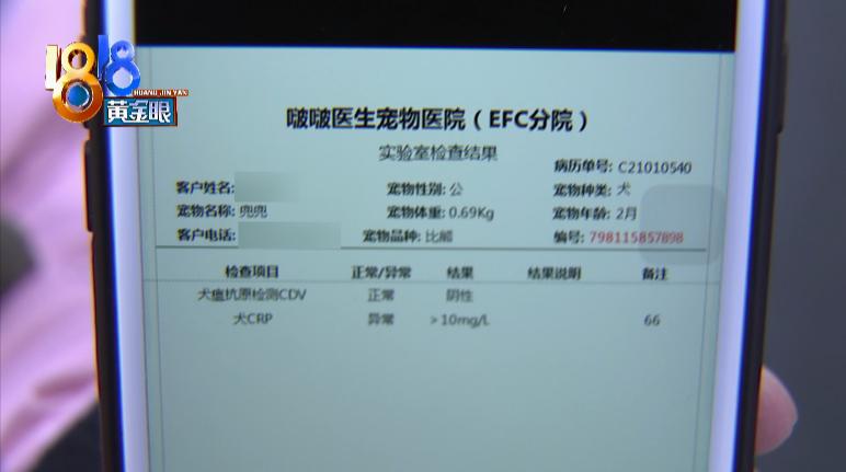 比熊犬刚买回来就死了,比熊从宠物店买回来生病了