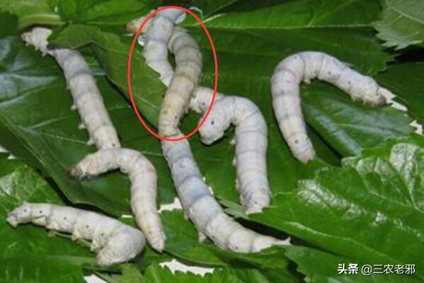 蚕得了白僵病是怎么回事,蚕的白僵病怎么养