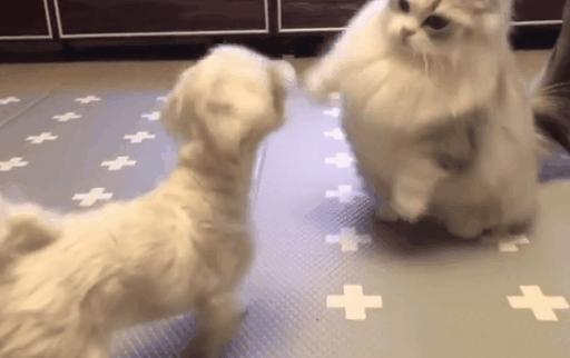 小狗老是跳起来双腿推主人,小狗跳起来咬大狗脚