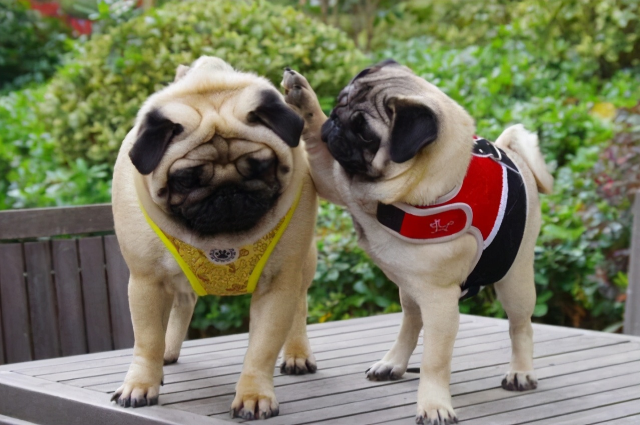 长得特别丑的狗叫什么,哪几种是又可爱又永远长不大的狗