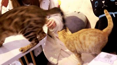 吃饭玩耍一体店,吃饭撸猫二选一