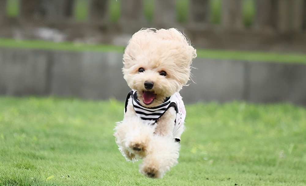 如何照顾好发情期的泰迪犬,泰迪犬照顾病人怎么办手续