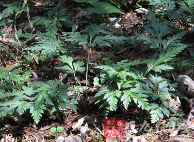 又苦又难吃的中药,吃起来很苦的草药