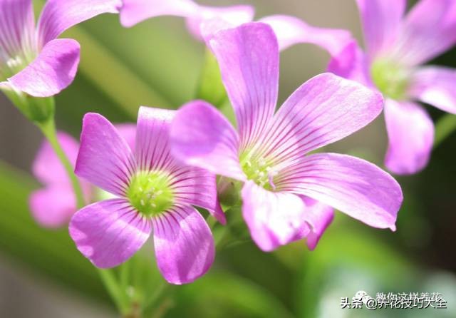 养花必备四种调料,养花最好的4种料