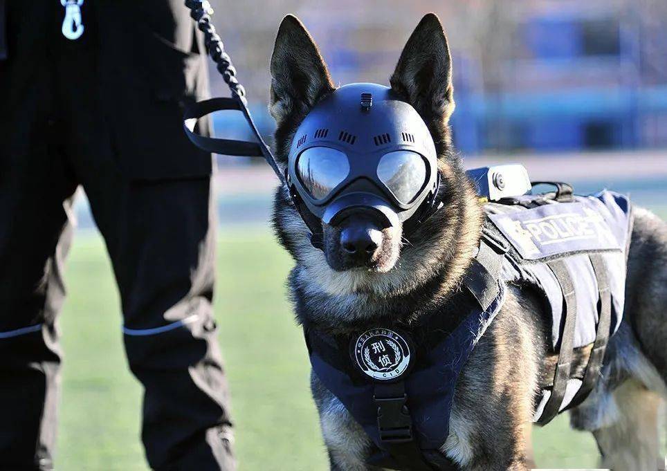 马犬为什么能成为主流的警犬,警犬种类马犬