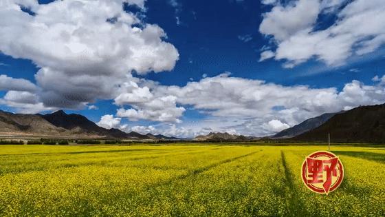 藏西有什么特色,藏戏的特点