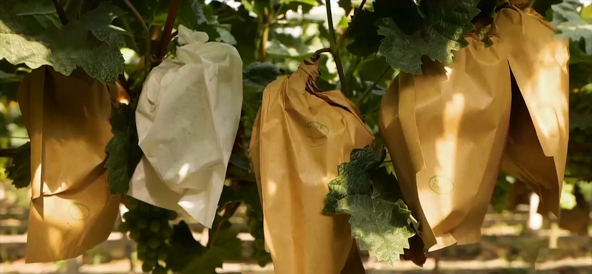 小伙种植葡萄年赚千万,80后小伙创业种葡萄