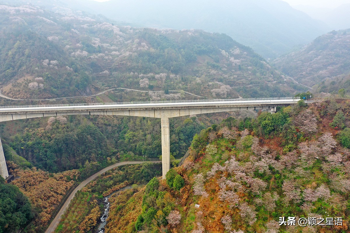早樱烂漫,看樱花的地方樱花谷