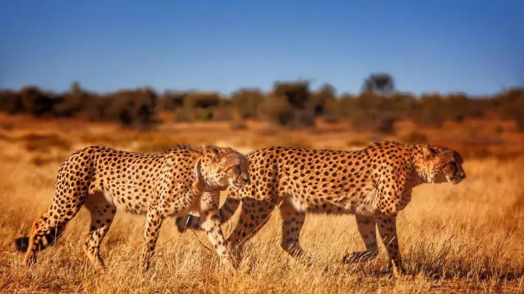 六年旅行者,国六旅行者