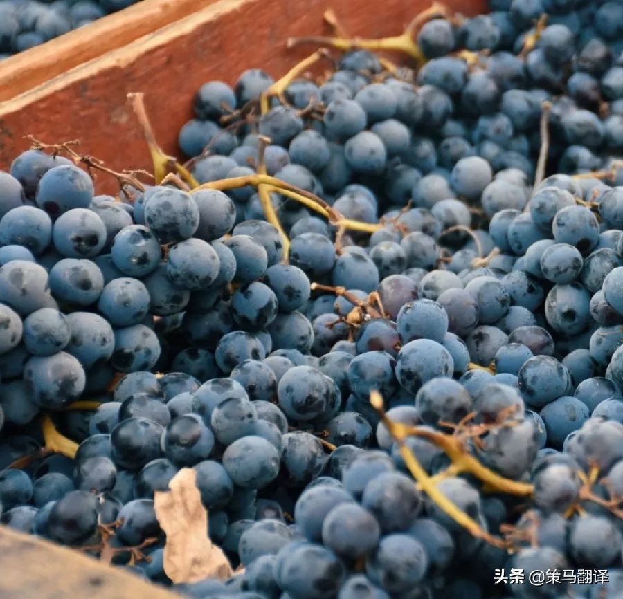 在蒙特雷工作生活,在世界顶级大学上学什么感受