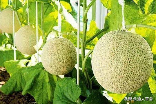 海阳网纹瓜和静冈蜜瓜,新疆网纹蜜瓜描述