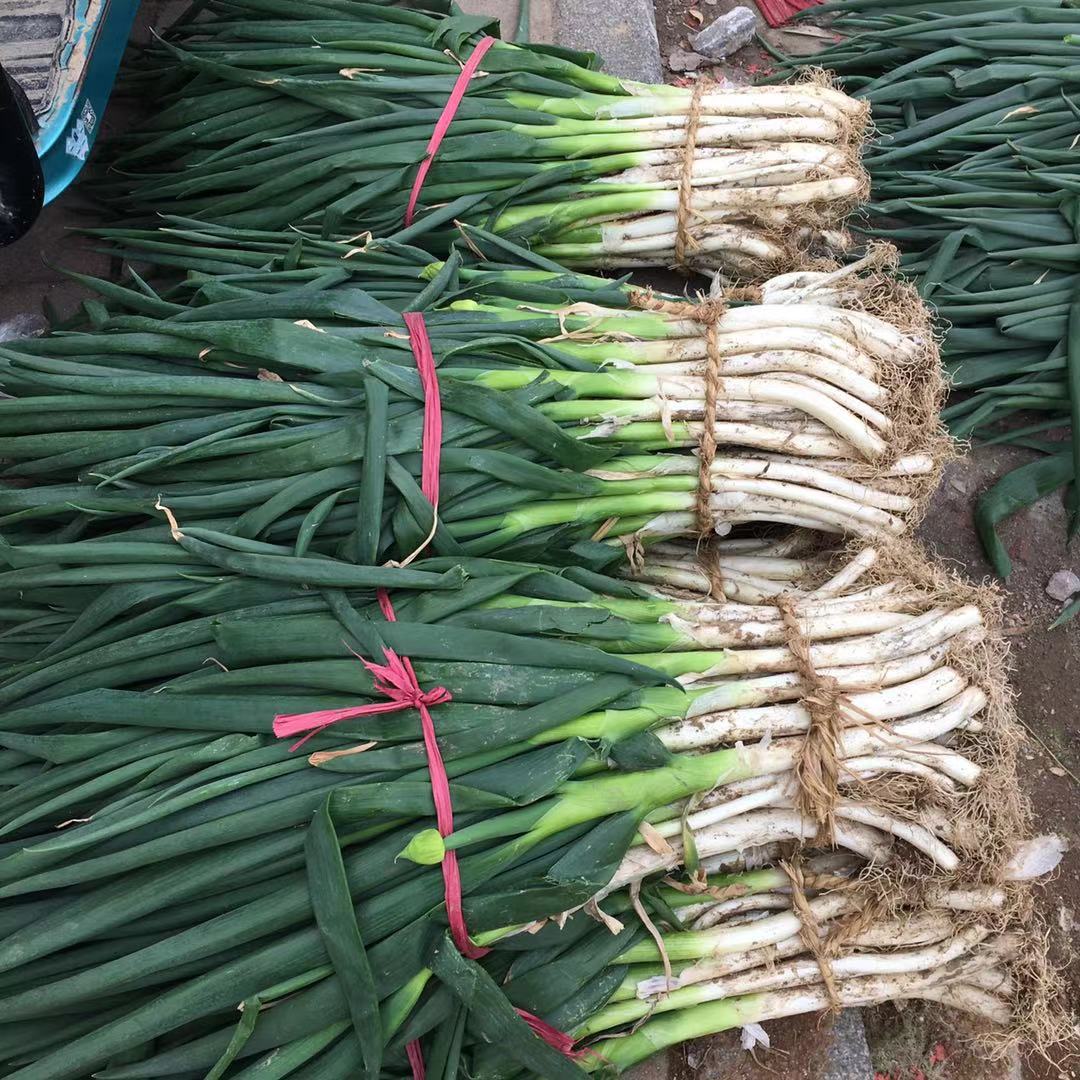 青菜卖1000可以赚多少,市场卖青菜一年赚多少钱