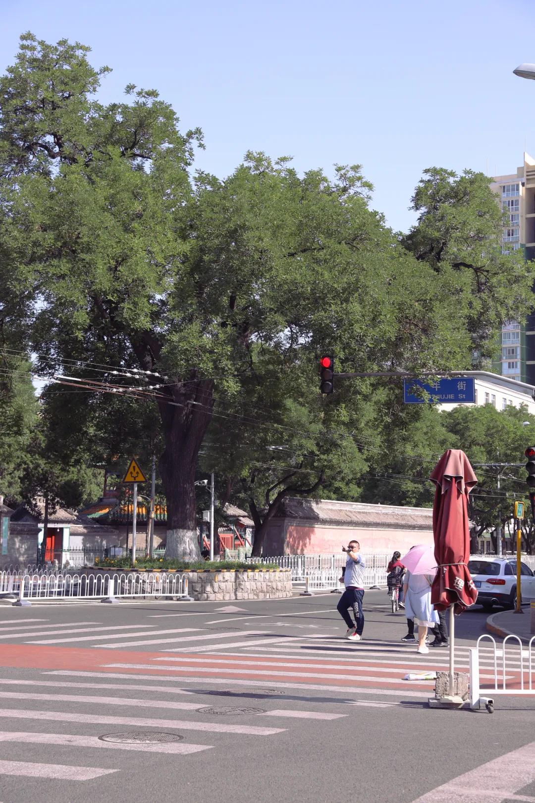 这就是牛完整视频,北京市牛街