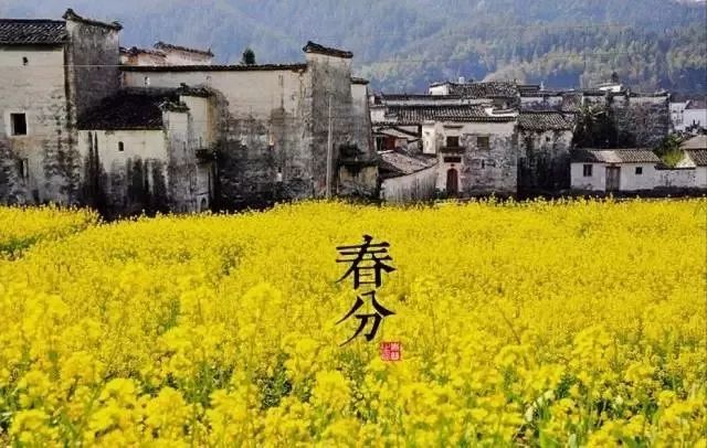 24节气适合喝什么茶,一年最热的节气宜喝什么茶