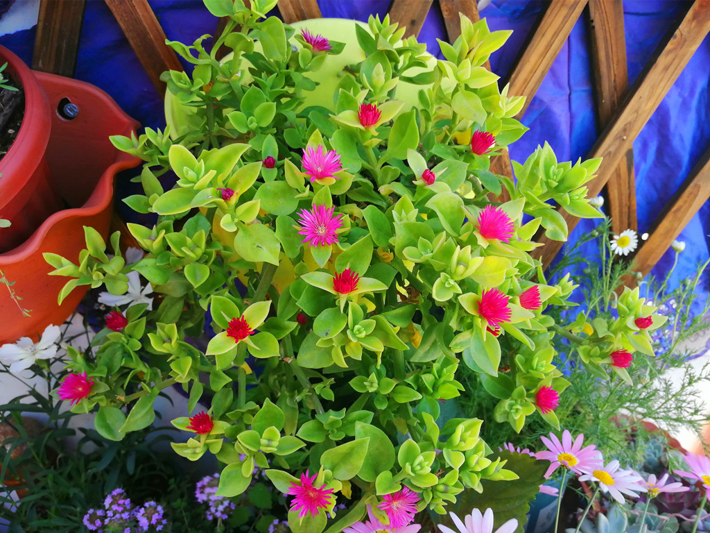 牡丹吊兰开花是什么原因,牡丹吊兰开花时需要什么肥