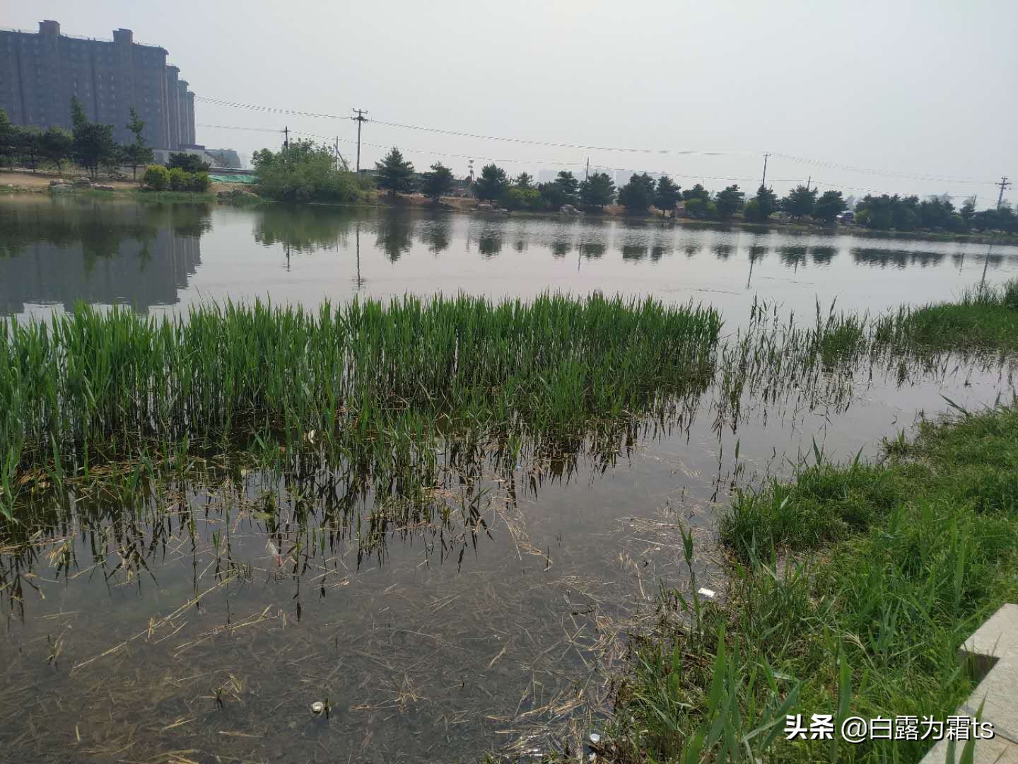 癞蛤蟆蝌蚪和青蛙蝌蚪有区别吗,青蛙蝌蚪和癞蛤蟆蝌蚪哪个比较大