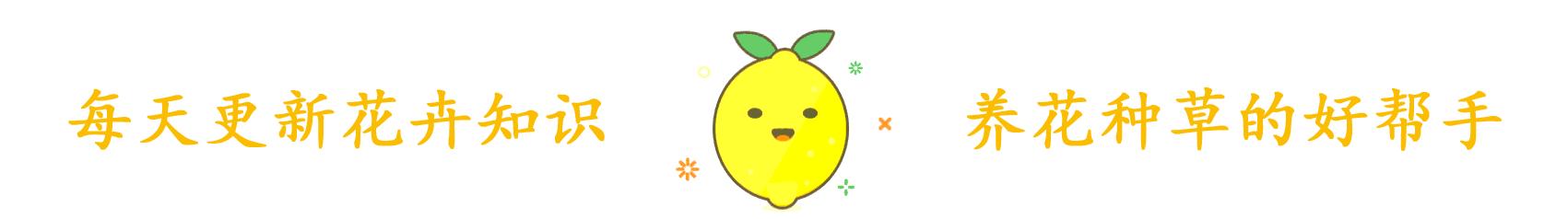 这才是真正的“金莲花”,春天盛开花梗挺拔,养护系数低价值高