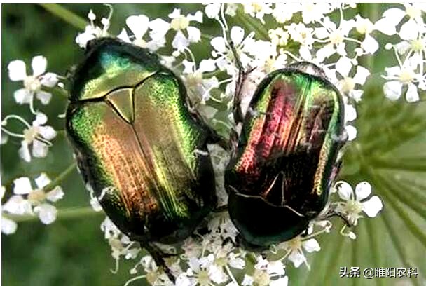 果树地下害虫怎么防治,果树害虫叶蝉如何防治