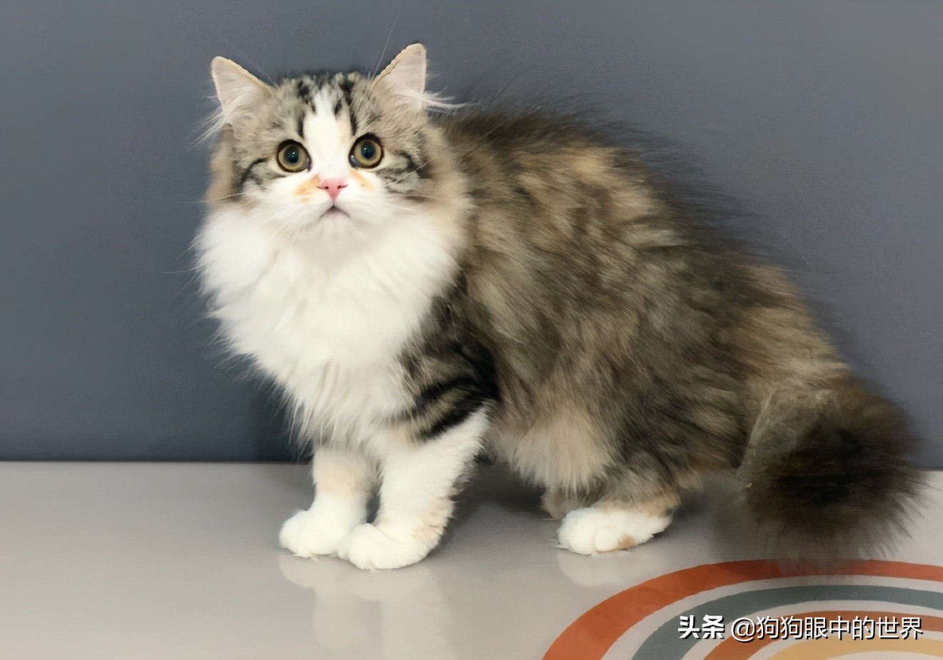 曼基康米努特的区别,纯种曼基康猫和宠物猫有什么区别