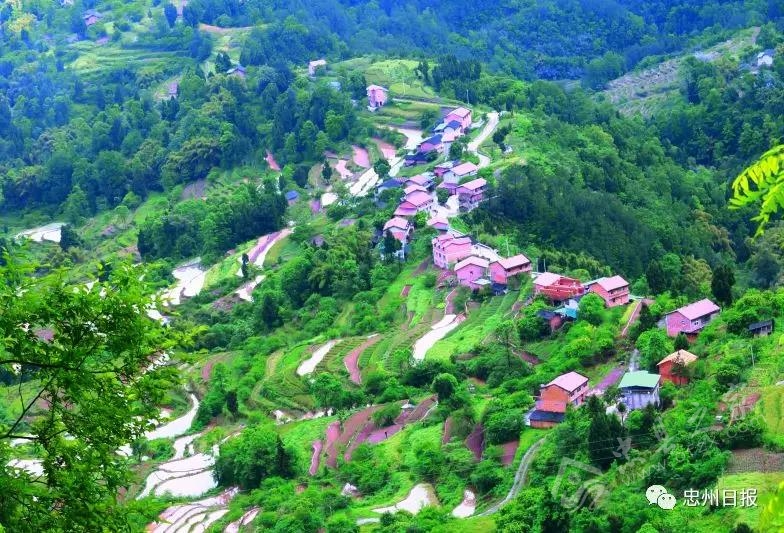 白石山林区生态环境,白石镇竹海