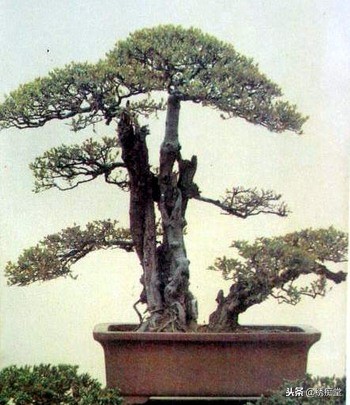 丛林式盆景欣赏,盆景欣赏及制作